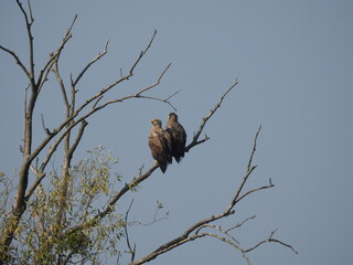 Two eagles perched together on a branch against a clear sky.

