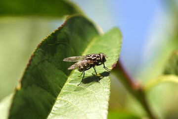 House fly Graphomya maculata, syn G. minor. Subfamily Mydaeinae. Family House flies (Muscidae). On a leaf in a peach tree. September, Netherlands
