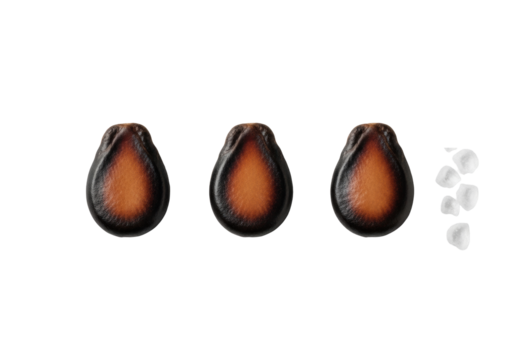 Three flawless, glossy black watermelon seeds in linear row with coarse sea salt, isolated on seamless transparent, top-down studio lighting. Concept of natural ingredients