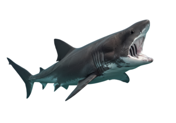 Basking Shark Majestic Predator of the Ocean Depths  Powerful Marine Life Photo isolated on transparent background