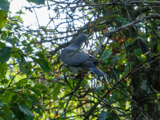 Wild Pigeon Perched on a Tree Branch.