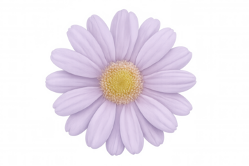 Purple daisy flower blooming on a transparent background, perfect for design projects related to nature, spring, or beauty