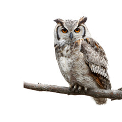 Owl sitting on branch, isolated on transparent background
