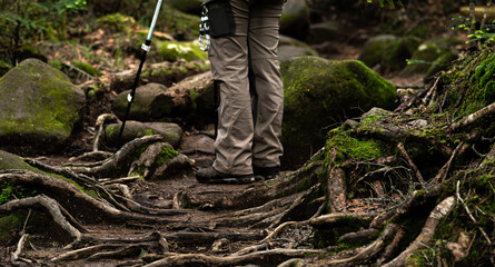 歩きにくい足元の木の根