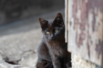 座って見つめる可愛い子猫