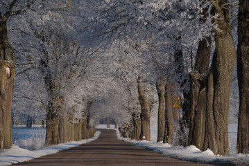 WINTER - Local asphalt route and  hoarfrost on roadside trees  