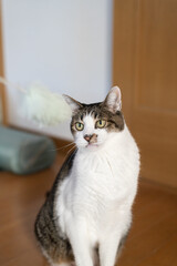 おもちゃで遊ぶ猫　キジトラ猫