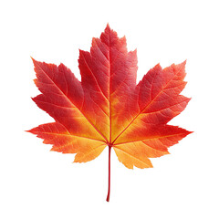 Obraz premium A close-up of a maple leaf in autumn showing vibrant red and orange colors with distinct leaf veins.