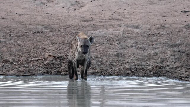 A spotted hyena urinating in the waterhole.
