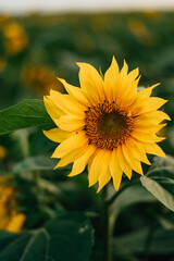 Obraz premium Close-up of a blooming sunflower
