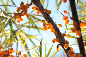 Close-up of sea buckthorn berries. Bright juicy sea buckthorn berries growing abundantly on branches. Natural background. Harvest. Orange ripe sea buckthorn berries among leaves with selective focus