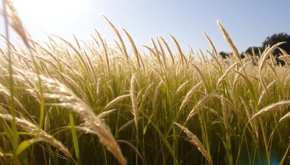 Serene barley field shimmering under bright sunlight