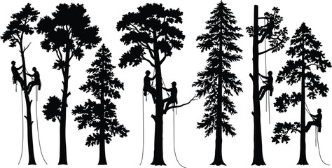 Silhouette of arborists climbing tall trees with ropes, tree workers using harness, forestry job, arboriculture safety, outdoor pruning work