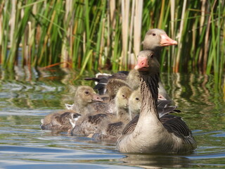Duckling Family in Pond

