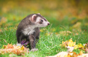ferret in nature