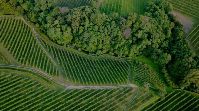 Aerial view of a serene agricultural landscape with meticulously organized vineyards on rolling hills. The sunlight creates long shadows, highlighting the geometric patterns of the rows.