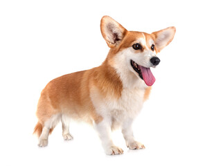 Pembroke Welsh Corgi