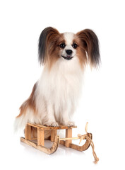 papillon dog in studio