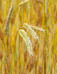 Close up of rye plants as nature background