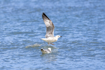 Seagull taking off from the sea with wings spread wide, splashing water as it lifts into flight, while another gull floats nearby on the calm ocean surface.