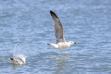 Seagull taking off from the sea with wings spread wide, splashing water as it lifts into flight, while another gull floats nearby on the calm ocean surface.