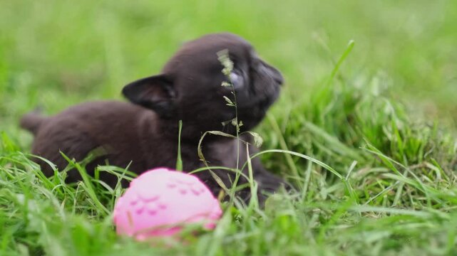 Cute black pug puppy playing with rubber pink ball on green grass outdoors close up. Dog biting toy. Happy pet concept. Puppy playing alone. clumsy puppy. 4k footage