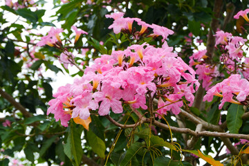 Tabebuia rosea is a neotropical tree with pink or purple flowers and with various medicinal uses