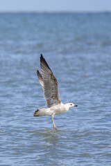 A seagull takes off gracefully from the sea, wings fully extended above the rippling water surface, capturing the elegance and freedom of coastal birdlife in motion.