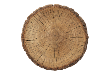 Close-up of a tree trunk cross-section.  Aged wood rings,  detailed grain patterns.  Circular shape