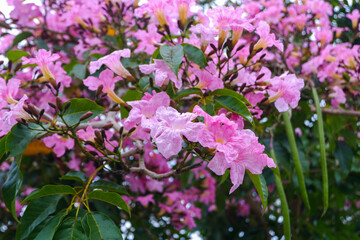 Tabebuia rosea is a neotropical tree with pink or purple flowers and with various medicinal uses