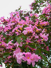 Tabebuia rosea is a neotropical tree with pink or purple flowers and with various medicinal uses