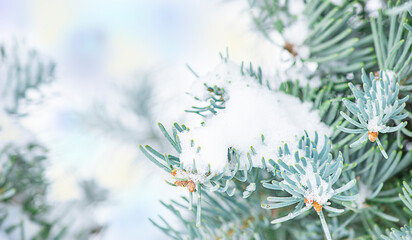 pine branch in the snow, winter picture free space