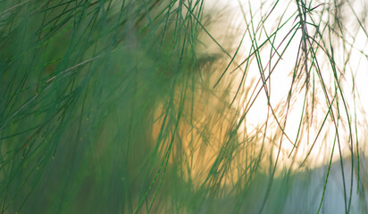 natural green background with sun rays, abstraction