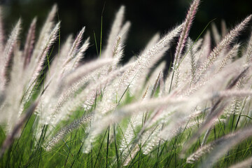 Soft White Grasses Moving Gently in the Breeze Against Nature Background