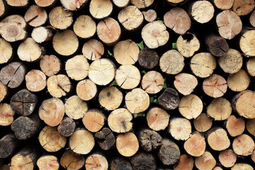 Pile of Cut Logs in Various Shades of Brown and Natural Patterns