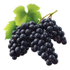 Fototapeta premium Close-up of a bunch of dark purple grapes with leaves