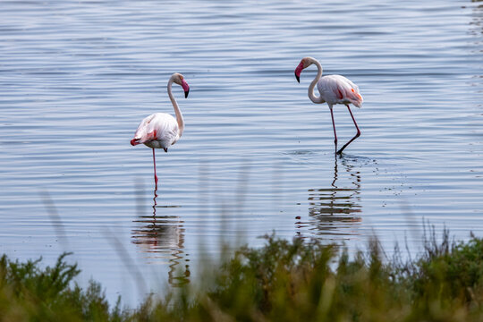 Valli di Comacchio, Italy 08 25 2025 two flamingos wading in shallow lagoon waters, their reflections mirrored on the surface, symbolizing the rich wildlife of Emilia Romagna&rsquo;s wetlands.