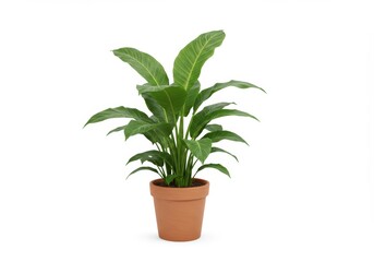 Obraz premium Tranquil Peace Lily: A Study in Simplicity and Botanical Harmony