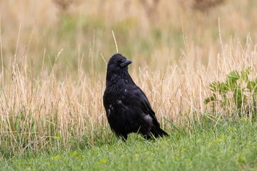 Carrion crow (Corvus corone) standing in a meadow
