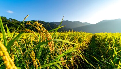Golden rice paddy field, mountain backdrop