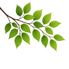 Fototapeta premium Green elm tree branch with leaves isolated on transparent background