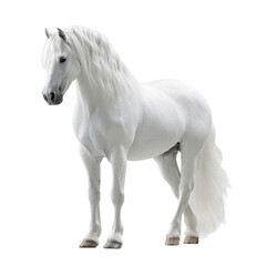 Obraz premium A white horse with a long flowing mane stands gracefully, showcasing its noble and elegant appearance.
