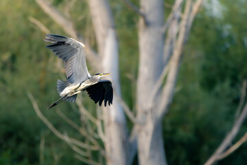 Grey heron flying at sunset with forest background