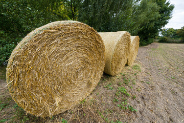 Large round hay bales on the harvested field near green trees.