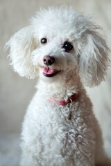 cute toy poodle on light background