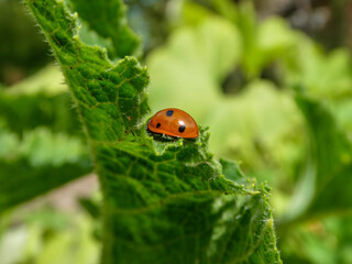Ladybug Resting on a Green Leaf.