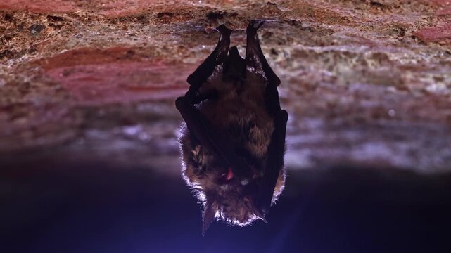 Close up strange animal Geoffroy&rsquo;s bat Myotis emarginatus hanging upside down on top of cold brick arched cellar awaked drinking by licking water drops on wings after hibernating. Wildlife take