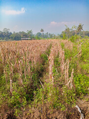 Obraz premium A dry cornfield with brown stalks under a clear blue sky, surrounded by tropical trees and greenery, with a small hut visible in the distance.