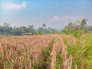 A dry cornfield with brown stalks under a clear blue sky, surrounded by tropical trees and greenery, with a small hut visible in the distance.