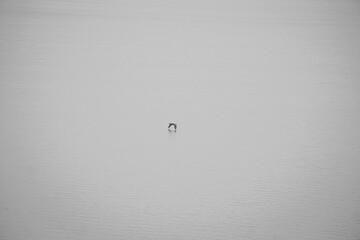 Photo minimaliste d'une seule mouette dans une eau calme